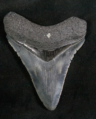 Wonderful Megalodon Tooth - Serrated #8089